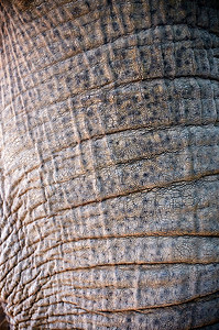 动物园皮革肤粗糙的象鼻特写皮肤粗糙的象鼻有机图片