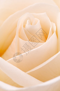 白玫瑰特写图片