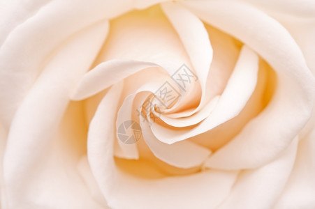浪漫白玫瑰特写图片