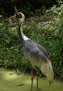 摄影在野外的池塘里站立着巨大的白环形起重机动物鹤鸟高清图片
