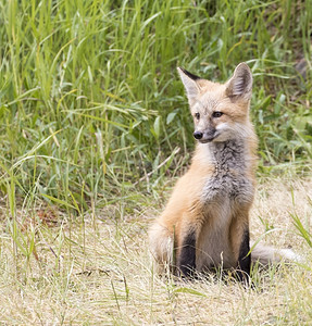 提顿小狐狸在草地上装成摄影机盛大哺乳动物怀俄明州高清图片素材