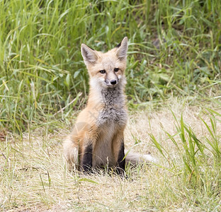 小狐狸在草地上装成摄影机为了多岩石的山怀俄明州高清图片素材