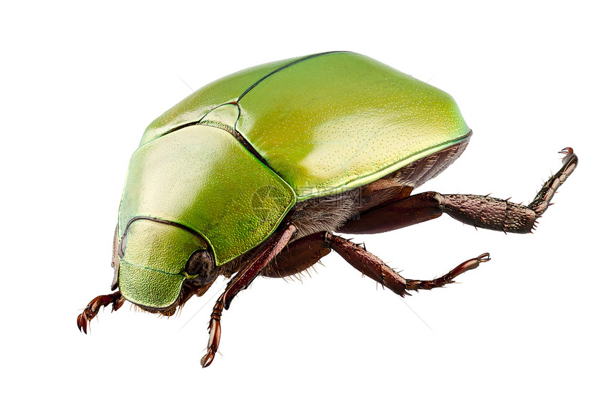 圣甲虫节肢动物异常白种环境中孤立的阿诺玛拉二甲底亚塔绿色虫物种阿诺马拉二米底迪亚塔图片