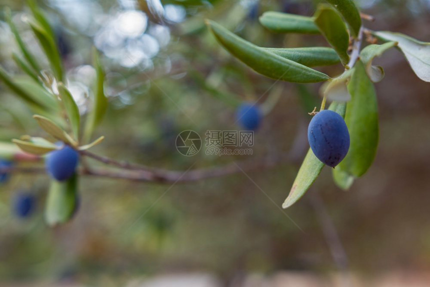素食主义者蓝色的在紧闭视野下在橄榄树枝上提取在软着眼的地面后方油图片