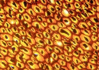 显微镜切片血管根显微镜下的Plasmodesmata切片PlasmodesmaSec40x胞间连丝背景