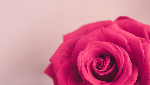 季节粉红玫瑰花朵爱情和人节的象征标志花梦幻般背景图片