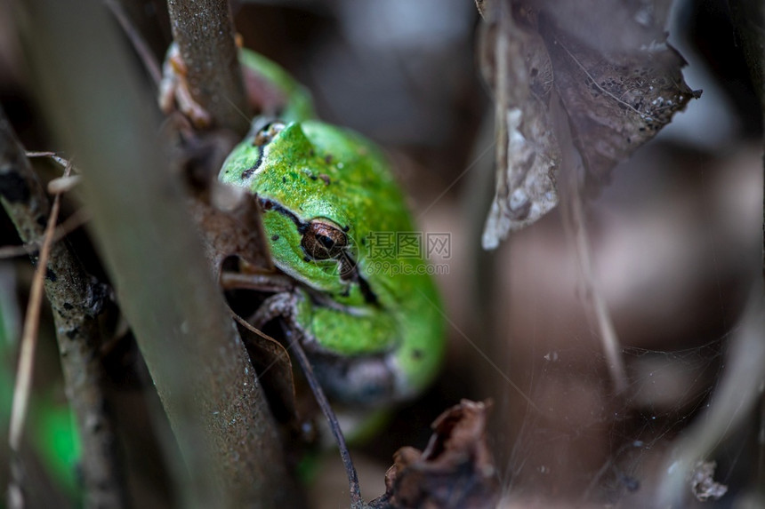 在树叶和枝之间藏着一只小绿青蛙分支荒野色图片