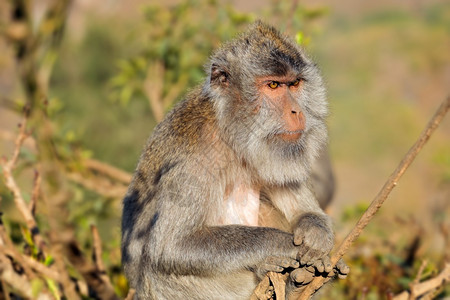 哺乳动物猴子荒野高清图片素材
