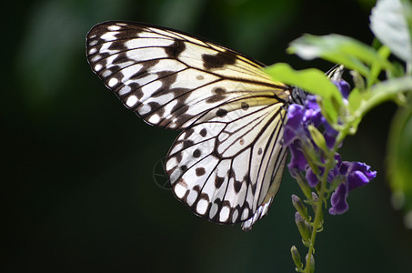 蝶翼双飞纸风筝蝴蝶在米上闪耀翅膀黑色的树若虫背景
