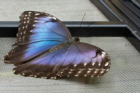主题动物群蓝色摩底蝴蝶灰紧闭蝴蝶生态系统图片