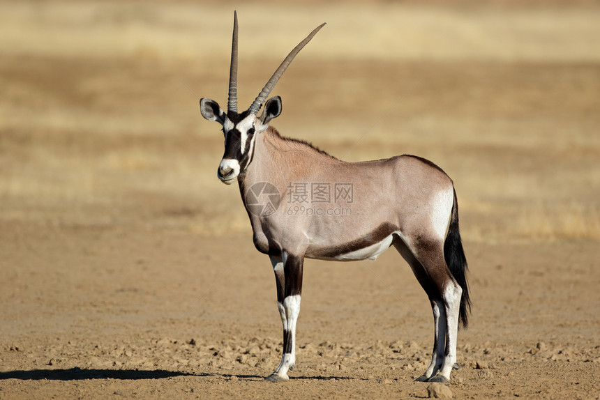 常设南非卡拉哈里沙漠的Gallaharia瞪羚鹦鹉野生动物草食图片