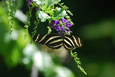 美丽的看一春天斑马蝴蝶野生动物荒图片
