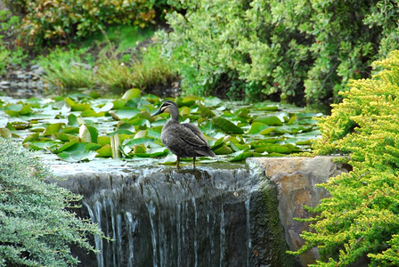 溪流美丽的水一只鸭子坐在瀑布的壁边花园池塘旁图片