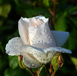 花春天芽白玫瑰和雨滴的树枝图片
