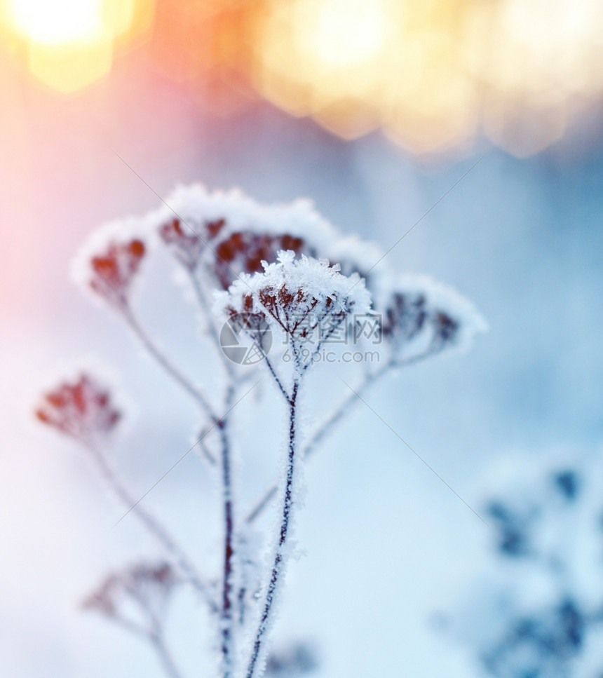 雪树自然冻结的冬季现场图片
