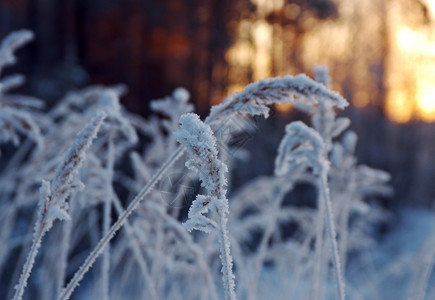 寒冬现场冻花朵仙境景观深的图片
