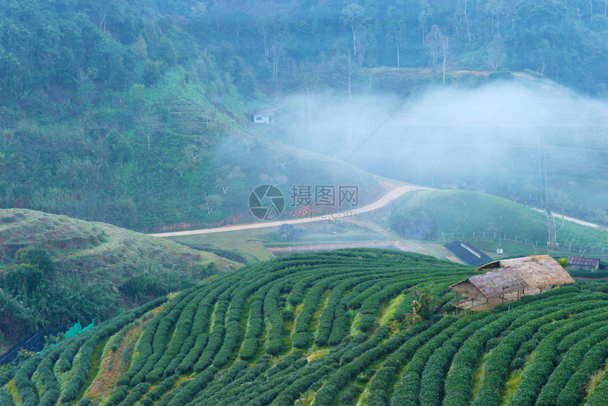 有机的山来自泰国北部茶园然景观图6爬坡道图片