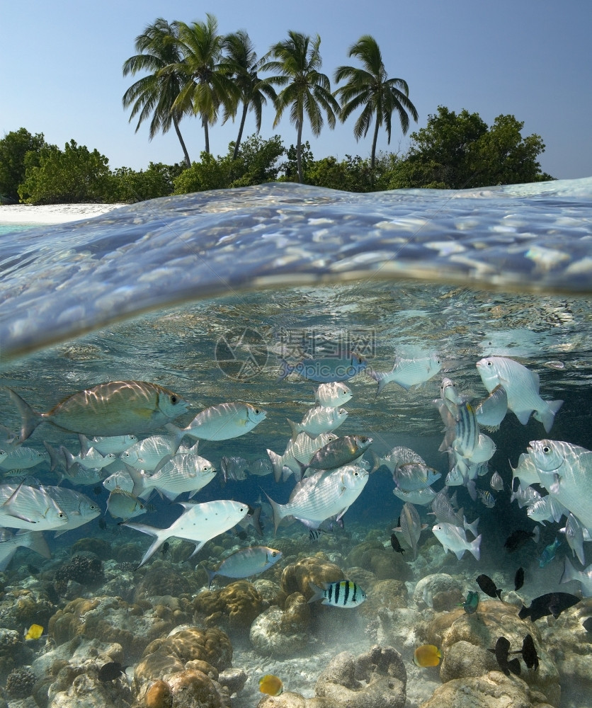 艾伦马尔代夫南阿里环礁的热带湖树奢华图片