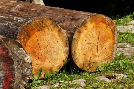 枯树的果实砍伐森林损害圆圈环境的高清图片素材