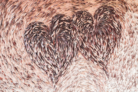编织内部的双心背景纹理摘要由极速种子豆类制成阮詹图片