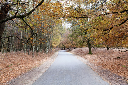 秋天森林里的道路图片