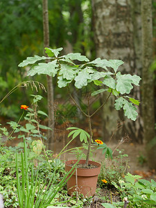 分支花园盆里的小橡树一种园艺背景图片
