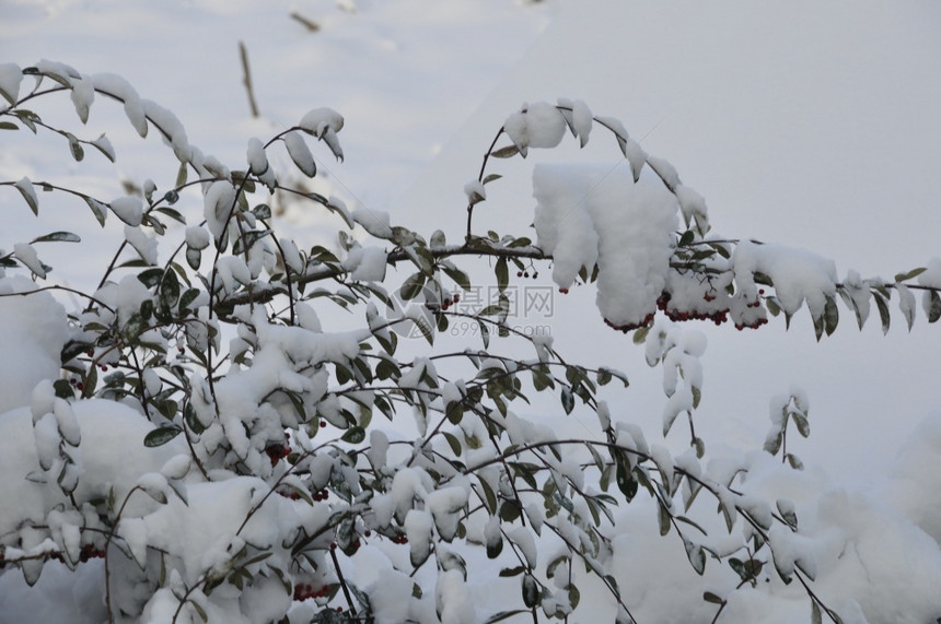 温度颜色覆盖满是积雪的树枝图片