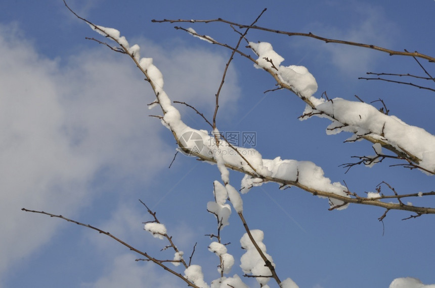 户外季节温度满是积雪的树枝图片