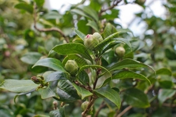 茶花白色的骆驼利亚花露紧闭绿色茶叶上的黄活塞有机图片