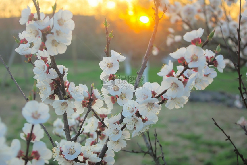 自然植物学明日落的春树花朵闪耀着紧闭的树花束瓣太阳图片