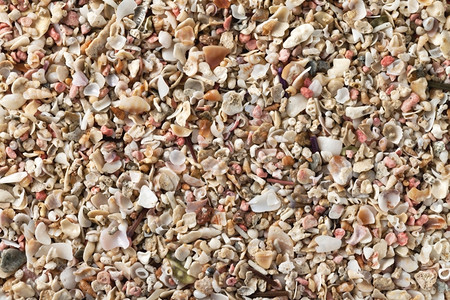 夏季海滩的粉碎贝壳作为背景黄色的海洋生活图片