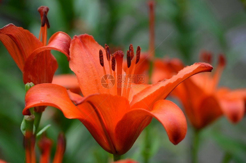 摄影在花园里奇妙的朵橙色百合丽植物学惊人的图片
