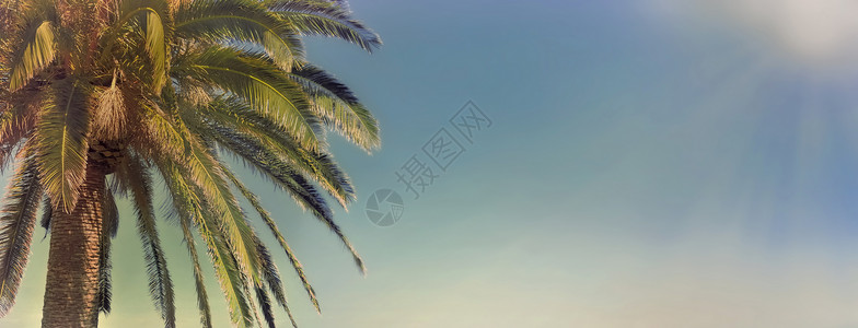 海边棕榈树和天空图片