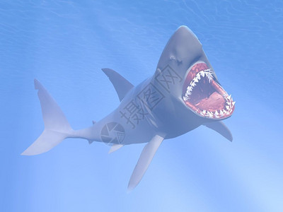 3d鲨鱼素材伟大的嘴开口攻击鲨鱼的水下3D型水下鲨鱼动物设计图片