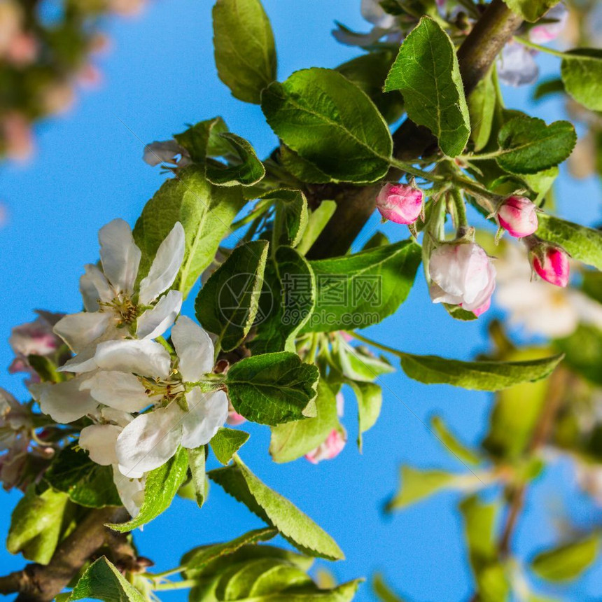 春天园艺冲灌苹果树布鲁姆图片
