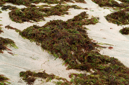 支撑加里宁格勒绿色小型弹和海藻贝壳洋类小贝壳海黑弹洋绿卵子包括图片