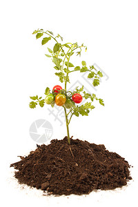樱桃屋果实番茄树苗和水果植物学图片