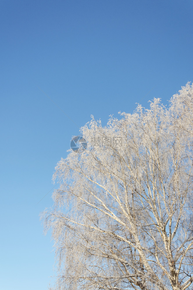 分支冷冻俄罗斯阳光明媚的冬日蓝天下空背景上覆盖着无冻霜的BareBirirch树图片