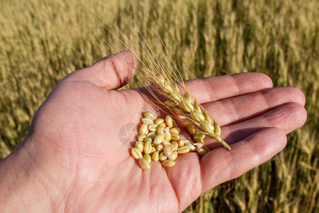 人类收成农学家在粮食质量检查领域持有谷物农学家的席位吃图片