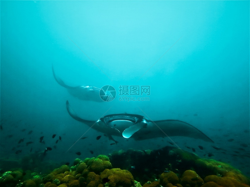 鱼水族馆巨型曼塔雷自然图片