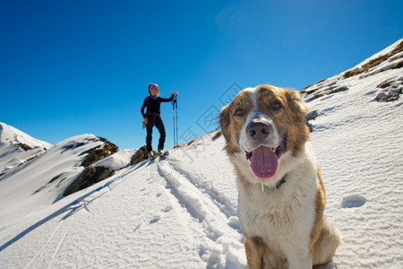 冬季雪山的滑雪者和小狗图片