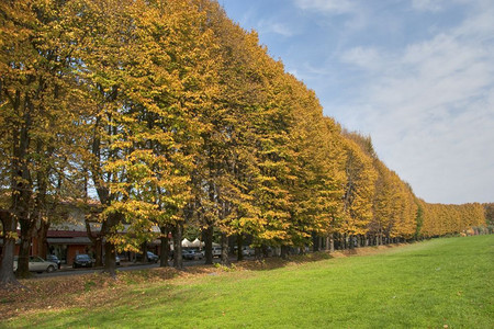公园边金黄色的树木图片
