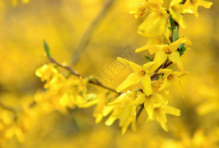 花园季节春的ForsythiaForsythia媒体间活动开花图片