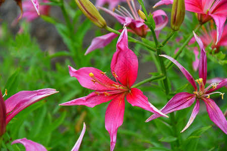 粉色的开花夏日百合粉色花图片