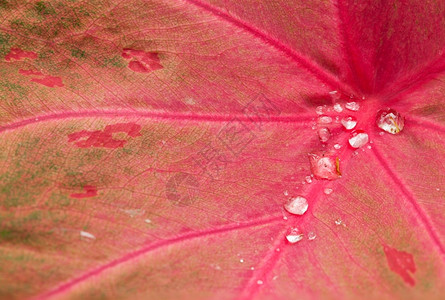 绿色叶子上的宏水滴红叶上的小水滴新鲜红色图片