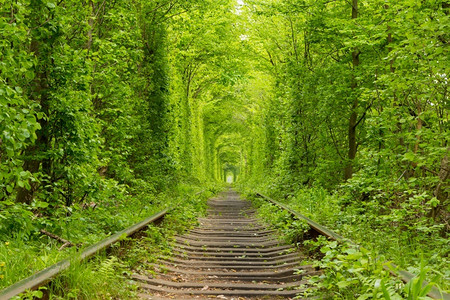 乌克兰春铁路位于茂密的低沉森林中叶子自然弧图片