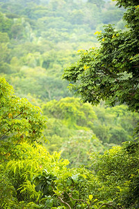 蓝色的绿丛林透过带复制空间的树木景观叶子背景图片
