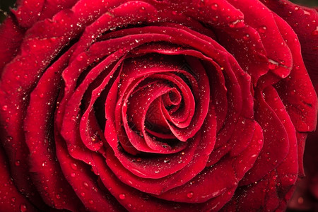 情人节花束气泡近距离拍摄一朵美丽的红玫瑰露着闪亮的水图片