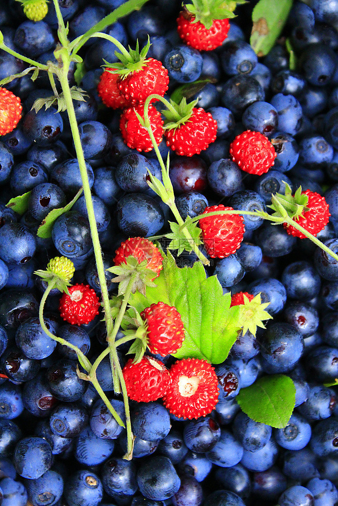 蓝莓和红色覆盆子图片