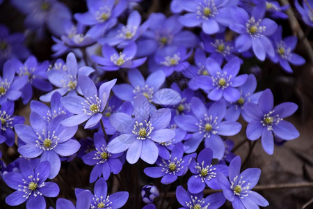 丰富多彩的美丽春天标志蓝色安礼门关了森林季节高清图片